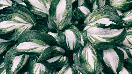 Tropical plant leaves with water drops. Abstract dark green texture, nature background.