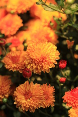 colorful mums in fall sunlight outside