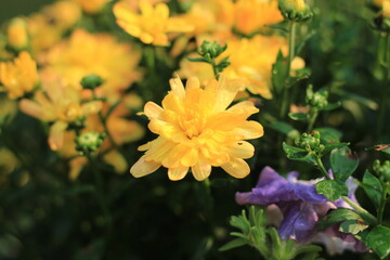 yellow chrysanthemum in autumn