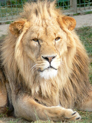 Fototapeta na wymiar A majestic lion sitting on a wooden platform