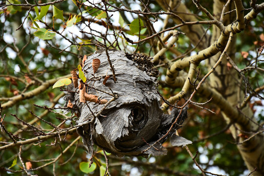 A close up image of an old dead wasp nest hanging on a tree branch. 
