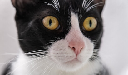 Close up de gato atento, olhando de olhos bem abertos