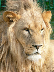 A majestic lion sitting on a wooden platform