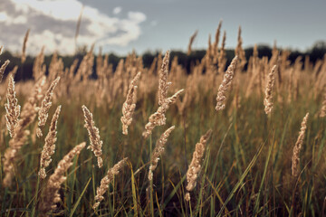 Grass in the wind on the field