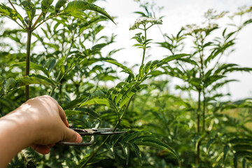 Hand pruning inflorescence fresh plant valerian flowers Valeriana officinalis with berries. garden...