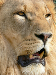A majestic lion sitting on a wooden platform