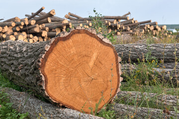 A logs in the forest