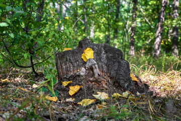 A stump in the forest