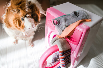 guinea pig washes dolls' clothes with pet hair detergent. Removing lint from rodents' clothing and bedding. Soft focus