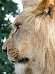 Fototapeta premium A majestic lion sitting on a wooden platform