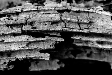 Detail of rotten and deteriorated old wood
