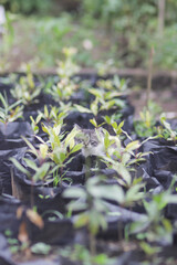 Cute kitten playing in the garden. Kitten stock photo