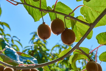 Closeup of a kiwi tree with kiwi fruits.