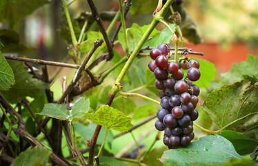 bunch of ripe purple black grapes in autumn