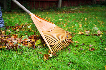 harvesting leaves in autumn with a lawn rake - obrazy, fototapety, plakaty