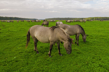 Obraz premium Drone flying around various brown, white mustangs and cows running on meadow and graze grass on farmland. Aerial view. Group of animals on pasture. Rural scene. Endangered free families of wild horse