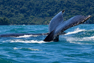 Whale Tail