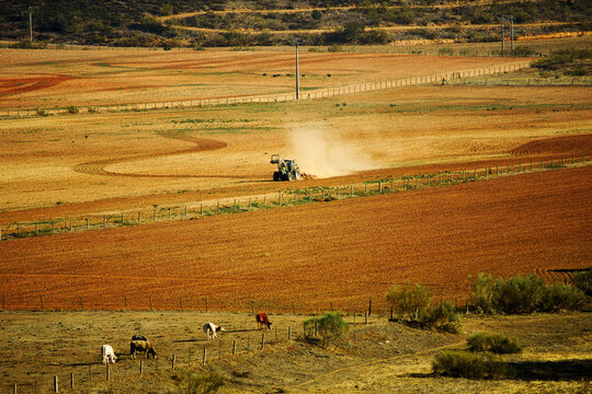 Vacas en amplios campos de cereal de una aldea de ganader&iacute;a tradicional.