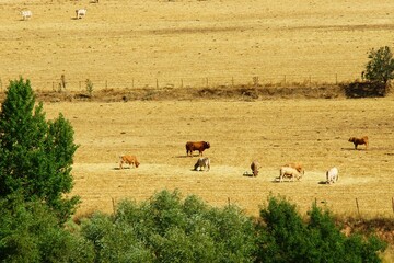 Vacas en amplios campos de cereal de una aldea de ganadería tradicional.