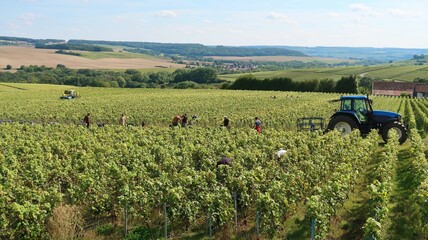 Viticulture en Champagne, paysage de vigne pendant la vendange, avec un tracteur et une équipe de...