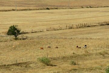 Fototapeta na wymiar Vacas en amplios campos de cereal de una aldea de ganadería tradicional.