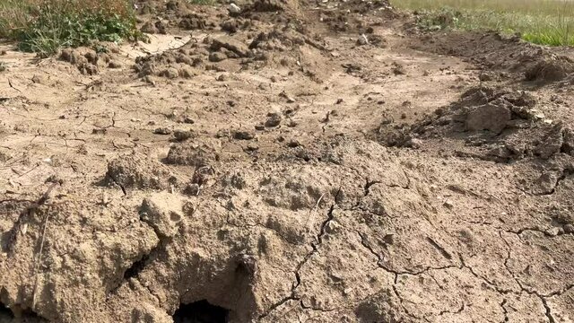 Mormon Crickets Crawling Out of Hole in the Ground