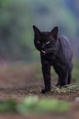 Naklejka na ściany i meble Cute black cat walking in the yard with weird expression and blurry background. Black cat stock photo