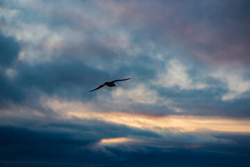  Birds in the sky, the North Pole