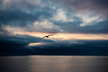 Fototapeta na wymiar Birds in the sky, the North Pole