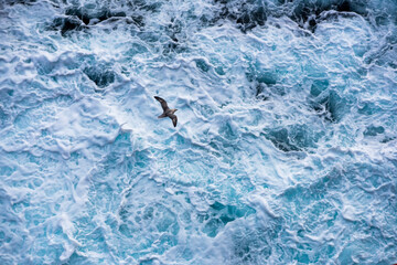 Water surface and bird, the North Pole