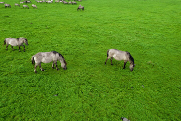 Drone flying over various brown white mustangs and cows running on meadow and graze grass on the farmland. Aerial view. Group of animals on pasture. Rural scene. Endangered free families of wild horse