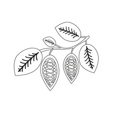 Cacao plant illustration