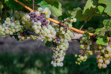 Bunch of Chardonnay grapes from a vineyard in the Niagara Valley, Canada