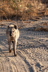 Hyena walking down a path in South Africa