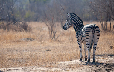 zebra in the wild in south africa