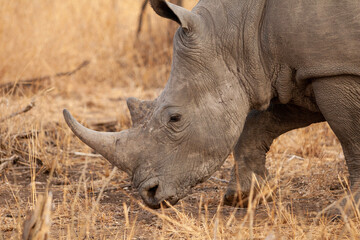 Fototapeta premium rhino in the wild