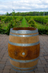 Obraz premium Oak barrel in a vineyard in Niagara, Ontario, Canada