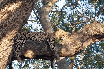 leopard in the tree