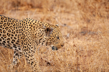 leopard in the grass