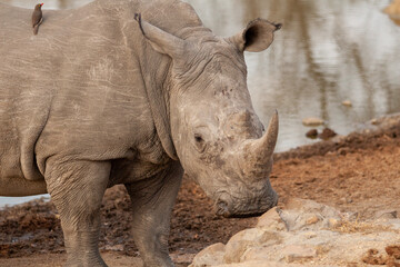 Fototapeta premium rhino in the wild