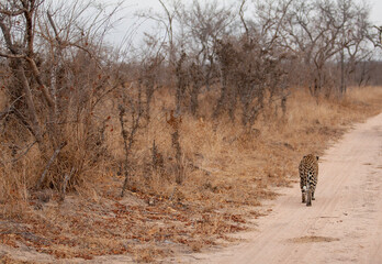 leopard walking on the ground