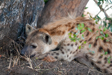 Hyena at the base of a tree