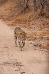 leopard walking down a path in south africa