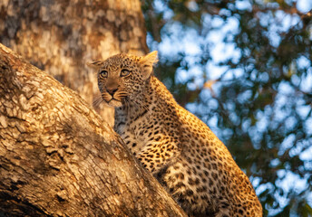 leopard in the tree