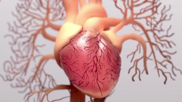 Human heart, 3d rendering, medically accurate illustration of the human heart anatomy
 with venous system
