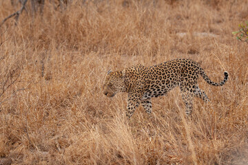 Obraz premium cheetah on the ground