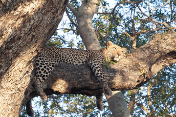 leopard resting in the tree