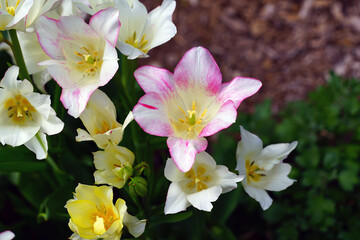 Fototapeta na wymiar White and pink multiflowering bouquet tulip flowers Candy Club