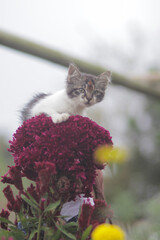 Cute kitten with beautiful magenta flower. Kitten stock photo