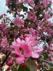 pink and white flowers